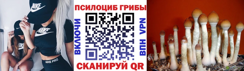 блэк спрут как войти продажа наркотиков Заринск Галлюциногенные грибы Magic Shrooms